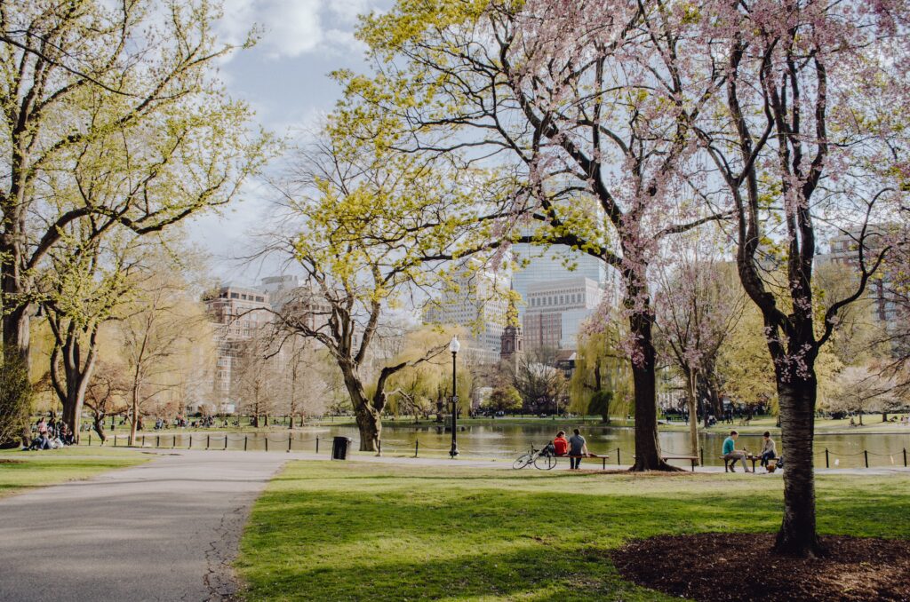 Alberi in fiore lungo un viale sul lago, Central Park