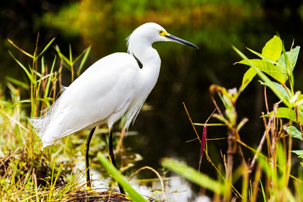 Everglades Day Trip from Miami with Optional City Tour