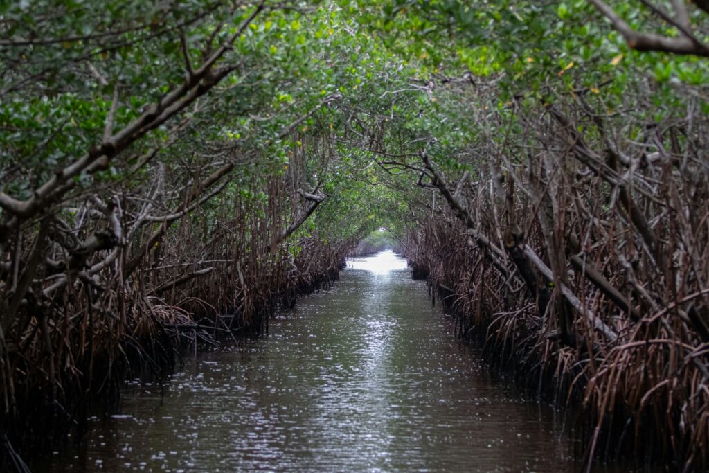 Vista di alcune zone delle Everglades