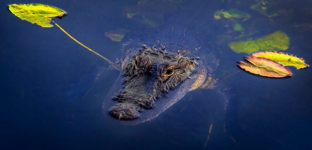 Alligatore nelle Everglades