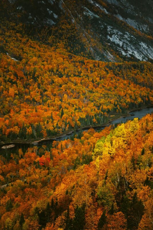 Boschi della Hudson Valley in pieno foliage con aceri arancioni e gialli lungo il fiume